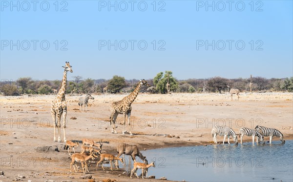 Giraffe (Giraffa camelopardalis) and Black-faced impalas(Aepyceros melampus petersi) at the Chudob waterhole