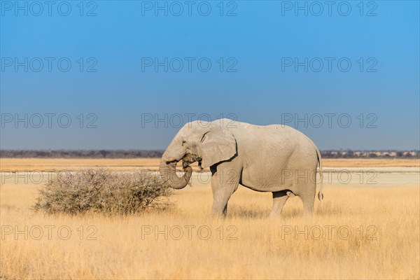 Bull elephant feeding at the edge of the Etosha Pan