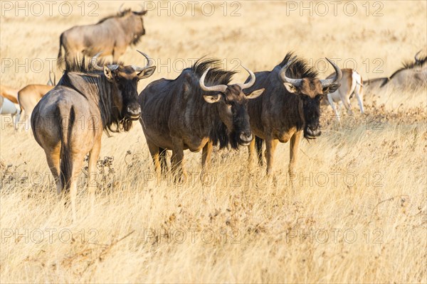 Wildebeest (Connochaetes taurinus)