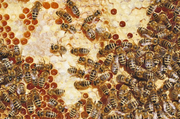 Honey Bees (Apis mellifera) on a honeycomb with partially capped cells