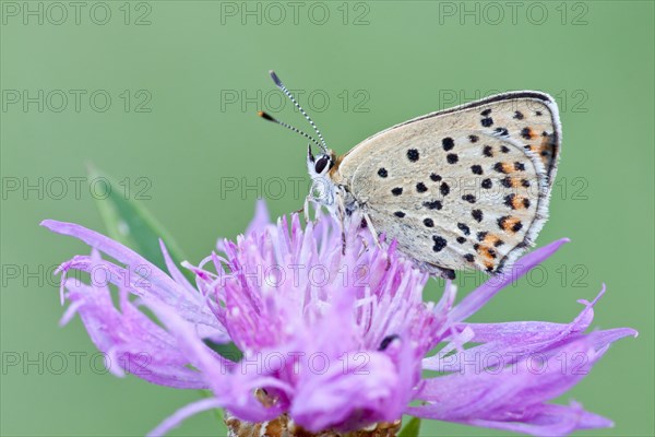 Sooty Copper (Lycaena tityrus) on Brown Knapweed (Centaurea jacea)