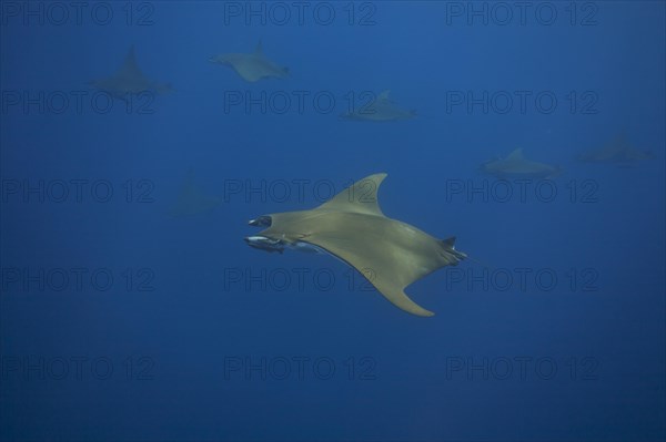 Sicklefin Devil Rays or Box Rays (Mobula tarapacana)