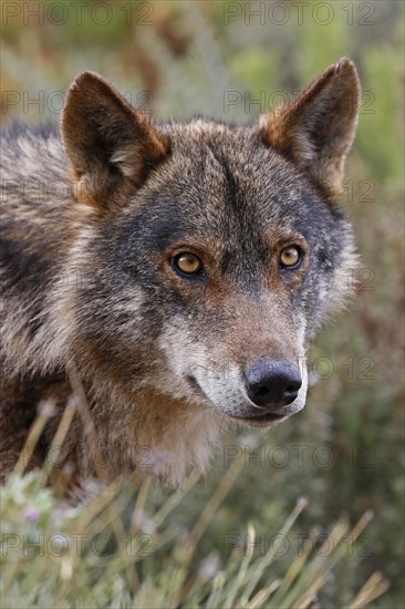 Iberian Wolf (Canis lupus lupus)