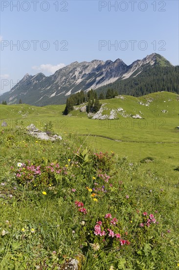 Hairy Alpenrose (Rhododendron hirsutum)