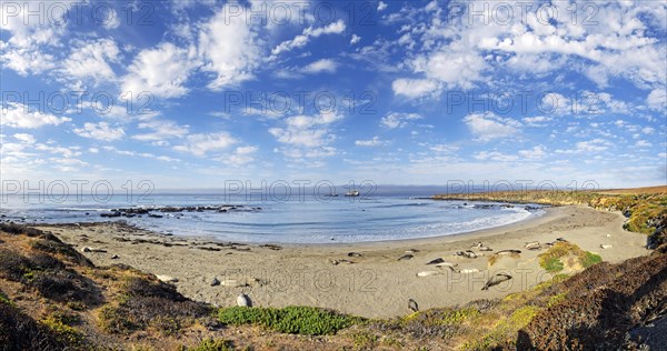 Pacific Coast with Northern elephant seals (Mirounga angustirostris) on beach with clouded sky