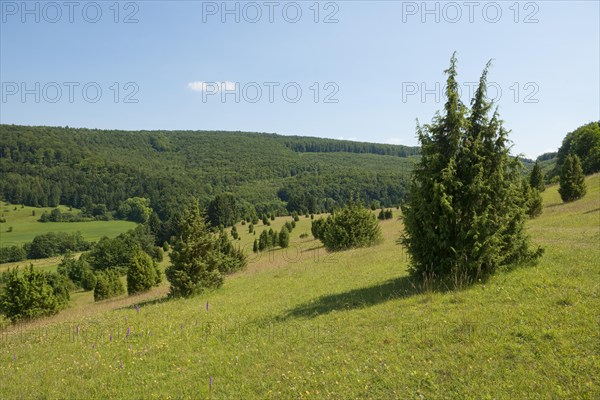 Juniper pastures