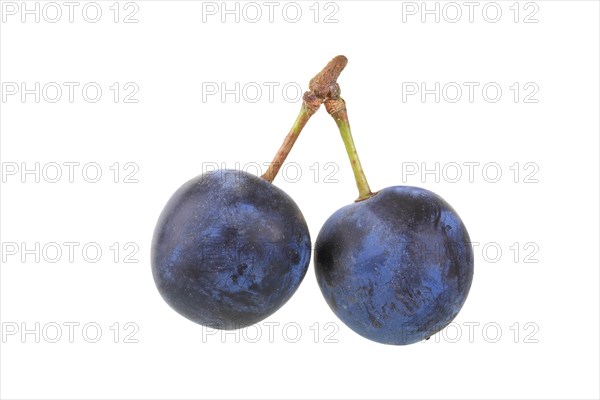 Brennzwetschge plums