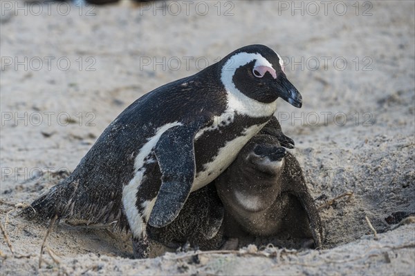 Jackass Penguins or African Penguins (Spheniscus demersus)