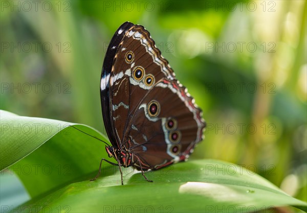 Blue Morpho (Morpho peleides)