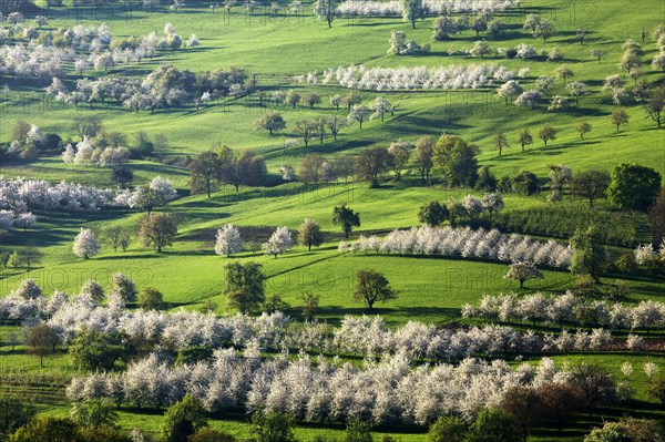 Blossoming cherry trees