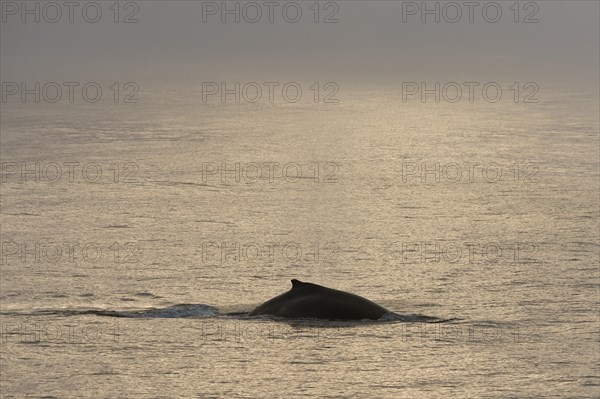 Humpback Whale (Megaptera novaeangliae)