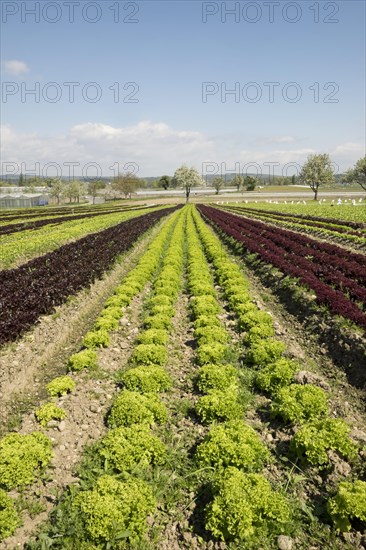 Lettuce field