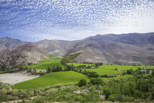 Vineyards in the Valle del Elqui