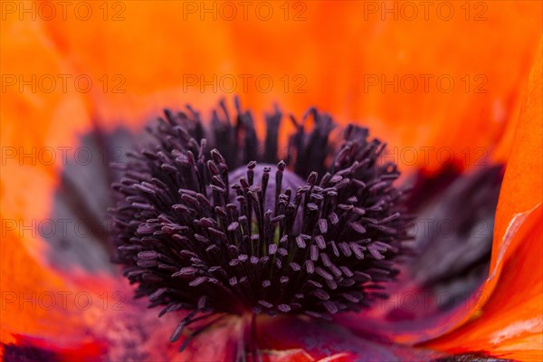 Oriental Poppy (Papaver orientale)