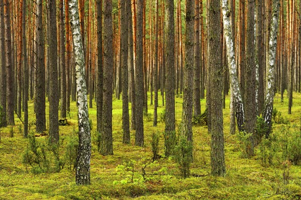 Several Birch trees (Betula) growing in between Scots Pines (Pinus sylvestris) in a pine forest