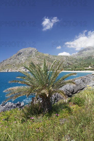 Palme