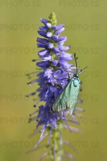 Spiked speedwell (Veronica spicata) with Green Forester (Adscita statices)