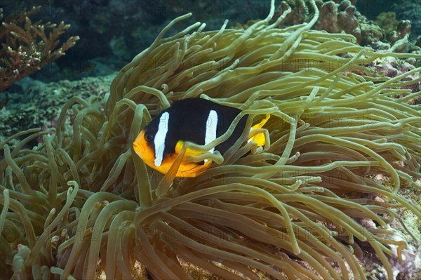 Clark's Anemonefish or Yellowtail Clownfish (Amphiprion clarkii)