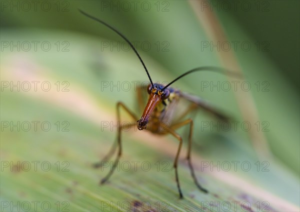 Common scorpionfly (Panorpa communis)