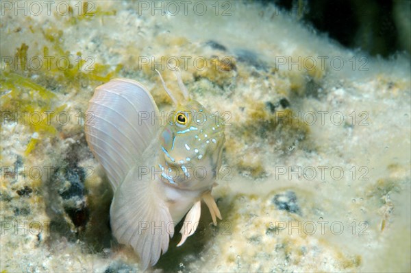 Sphinx Blenny (Aidablennius sphynx)