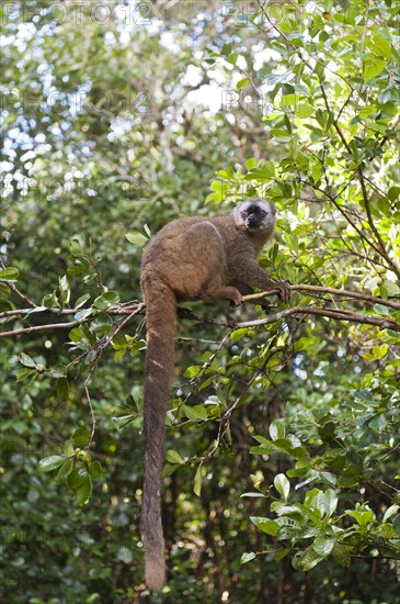 Red-fronted Lemur (Eulemur rufifrons)