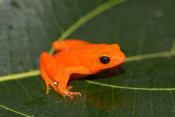 Golden Mantella (Mantella aurantiaca)