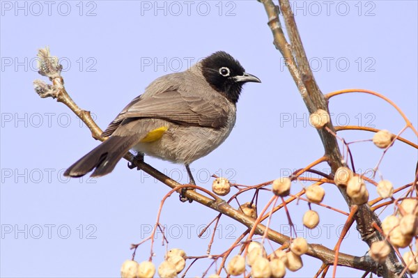 White-spectacled Bulbul or Yellow-vented Bulbul (Pycnonotus xanthopygos) on a branch