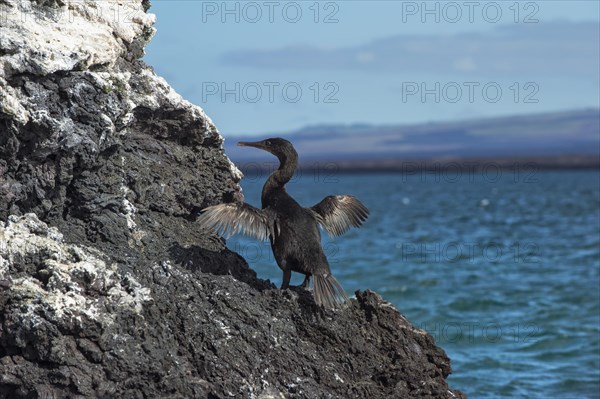 Flightless Cormorant (Phalacrocorax harrisi)