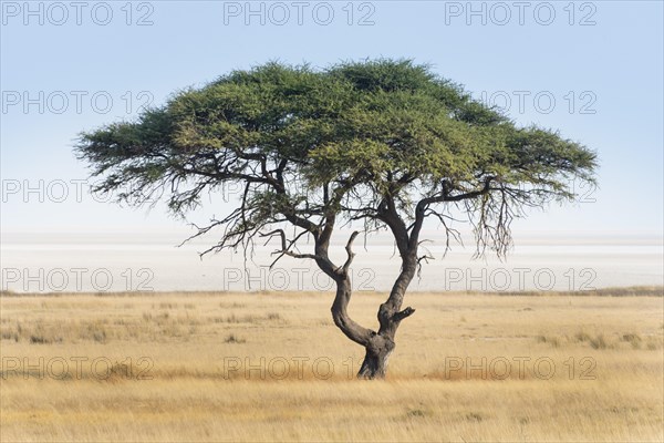 Umbrella thorn acacia (Acacia tortilis) in front of Etosha Pan