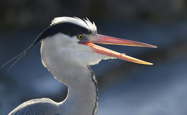 Grey Heron (Ardea cinerea)