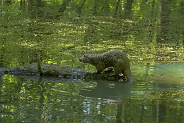 Otter (Lutra lutra) on tree trunk in the water