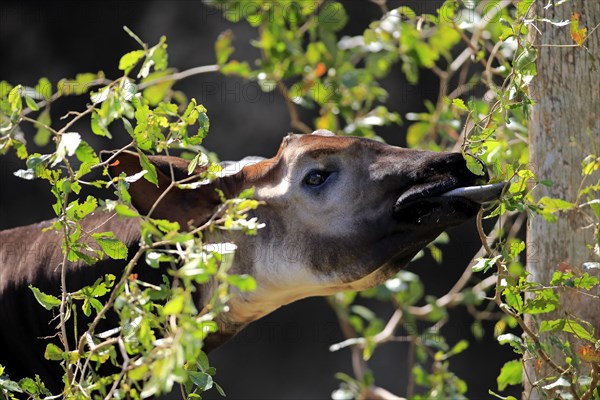 Okapi (Okapia johnstoni) adult