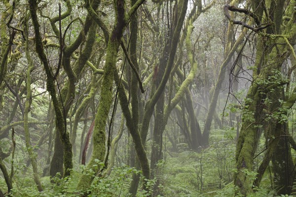 Cloud forest