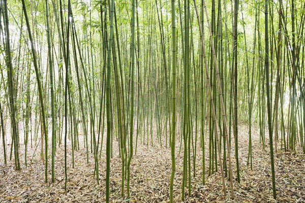 Bamboo (Bambus fargesia) grove