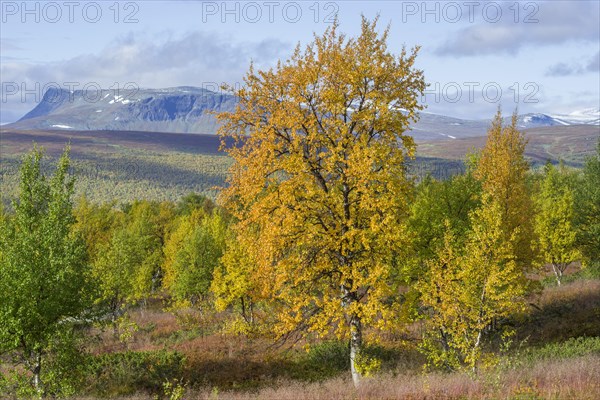 Autumn coloured Birch trees