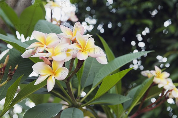 Frangipani flowers (Plumeria)