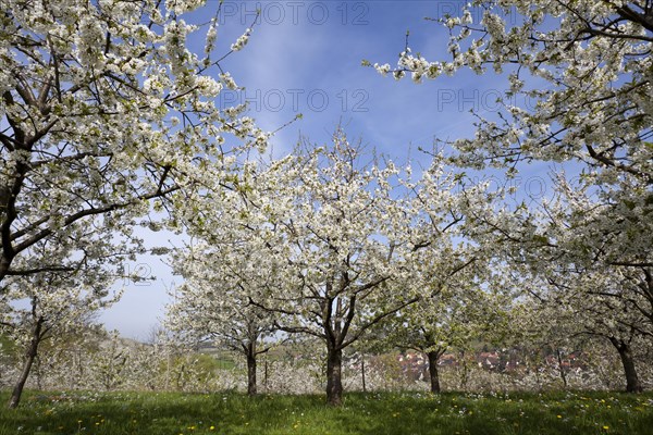 Cherry trees in full blossom