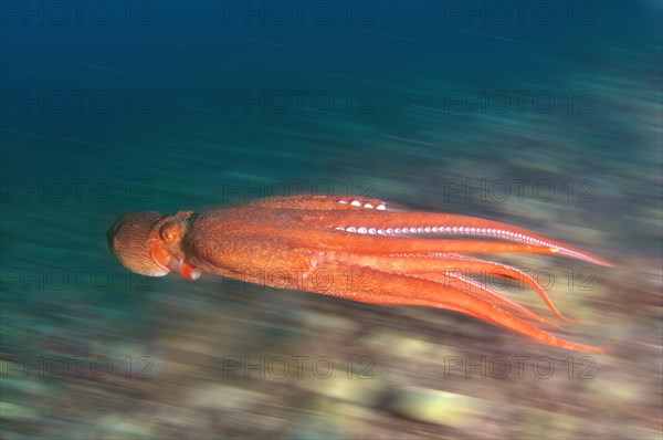 Giant Pacific Octopus