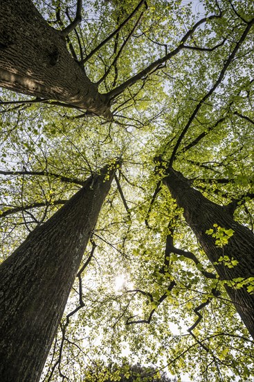 Very old Tulip Trees or Tulip Poplars (Liriodendron tulipifera)