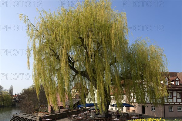 Large Weeping Willow (Salix x sepulcralis)