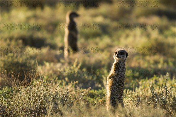 Meerkats (Suricata suricatta) in the morning light