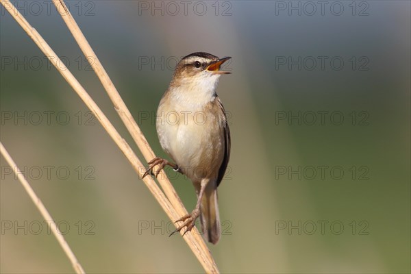 Sedge Warbler (Acrocephalus schoenobaenus)