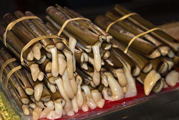 Sword Razors or Razor Clams (Ensis siliqua) for sale