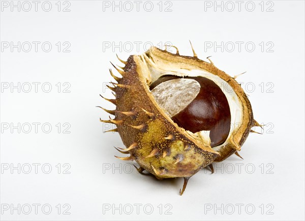 Chestnut in the cupule