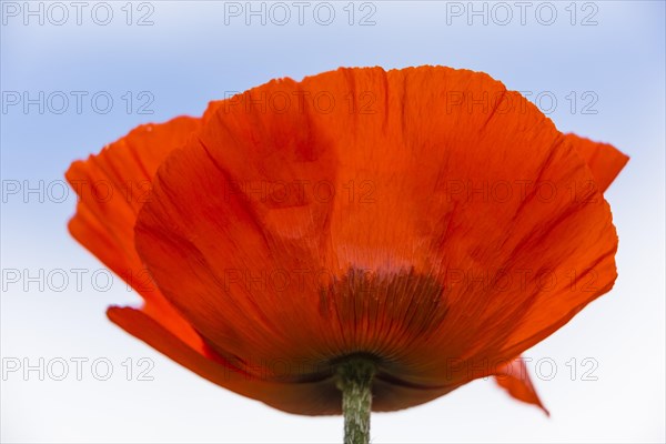 Oriental Poppy (Papaver orientale)