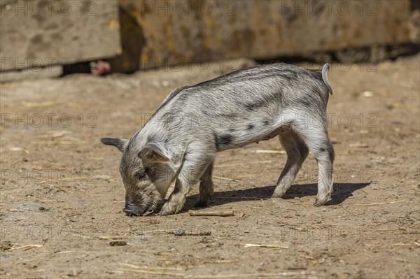 Mangalitsa or Mangalitza Pig (Sus scrofa domestica)