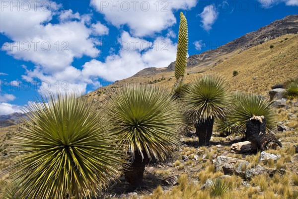 Queen of the Andes (Puya raimondii) with inflorescence