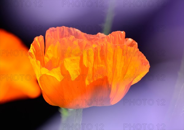 Oriental Poppy (Papaver orientale)