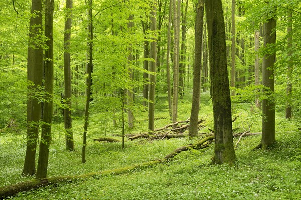 European Beech or Common Beech forest (Fagus sylvatica) in spring