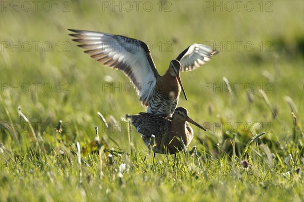 Black-tailed Godwit (Limosa limosa)